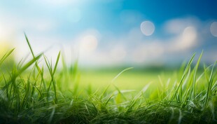 明媚清晨鲜花蝴蝶菊花叶子草地图