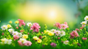 明媚清晨鲜花蝴蝶菊花叶子草地图