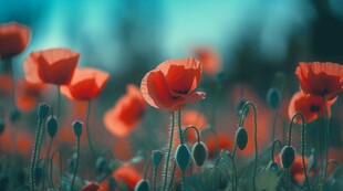 明媚清晨鲜花蝴蝶菊花叶子草地图