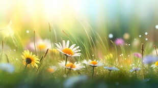 明媚清晨鲜花蝴蝶菊花叶子草地图