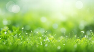 明媚清晨鲜花蝴蝶菊花叶子草地图