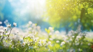 明媚清晨鲜花蝴蝶菊花叶子草地图