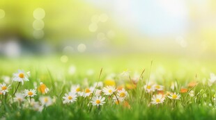 明媚清晨鲜花蝴蝶菊花叶子草地图