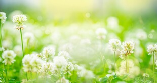 明媚清晨鲜花蝴蝶菊花叶子草地图