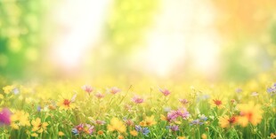 明媚清晨鲜花蝴蝶菊花叶子草地图