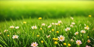 明媚清晨鲜花蝴蝶菊花叶子草地图