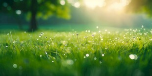 明媚清晨鲜花蝴蝶菊花叶子草地图