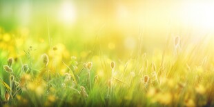 明媚清晨鲜花蝴蝶菊花叶子草地图