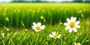 明媚清晨鲜花蝴蝶菊花叶子草地图