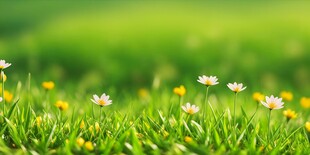 明媚清晨鲜花蝴蝶菊花叶子草地图