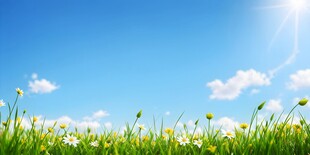 明媚清晨鲜花蝴蝶菊花叶子草地图