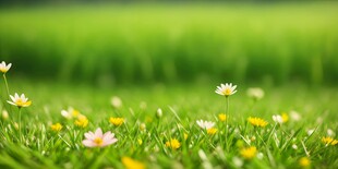 明媚清晨鲜花蝴蝶菊花叶子草地图