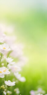 明媚清晨鲜花蝴蝶菊花叶子草地图