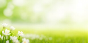 明媚清晨鲜花蝴蝶菊花叶子草地图