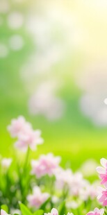 明媚清晨鲜花蝴蝶菊花叶子草地图