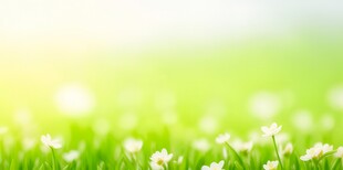 明媚清晨鲜花蝴蝶菊花叶子草地图