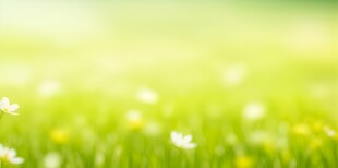 明媚清晨鲜花蝴蝶菊花叶子草地图