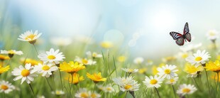 明媚清晨鲜花蝴蝶菊花叶子草地图