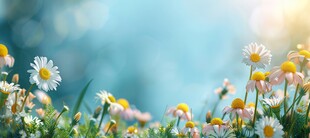 明媚清晨鲜花蝴蝶菊花叶子草地图