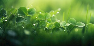 明媚清晨四叶草叶子草地图