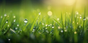 明媚清晨四叶草叶子草地图