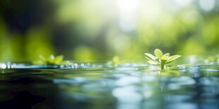 明媚清晨四叶草叶子草地图