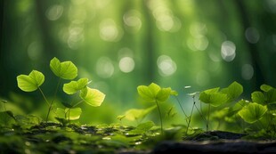 明媚清晨四叶草叶子草地图