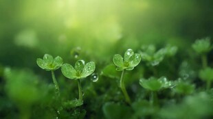 明媚清晨四叶草叶子草地图