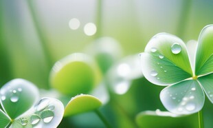 明媚清晨四叶草叶子草地图