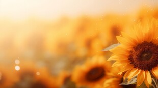 阳光下向日葵秋季丰收场景