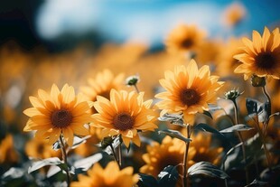 阳光下向日葵秋季丰收场景