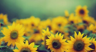 阳光下向日葵秋季丰收场景