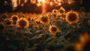 阳光下向日葵秋季丰收场景