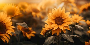 阳光下向日葵秋季丰收场景