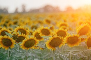 阳光下向日葵秋季丰收场景