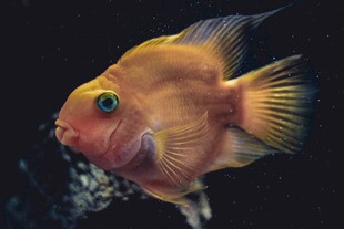小金鱼