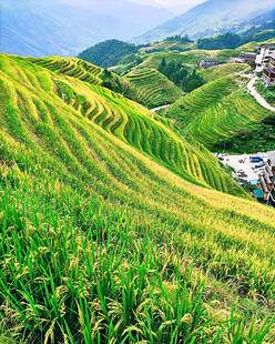 龙脊梯田