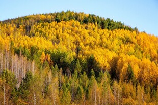 黑龙江大兴安岭