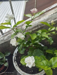 白色茉莉