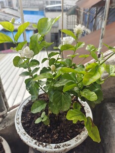 一盆茉莉花