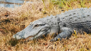 鳄鱼