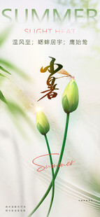 小暑节气宣传海报展板