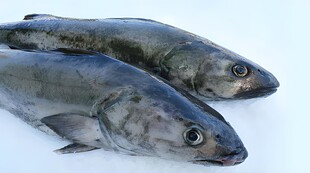 三文鱼