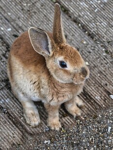 灰色兔子