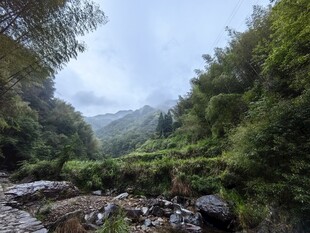 森林 山间 小溪