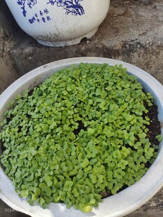 小白菜苗