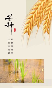 芒种节气宣传海报展板