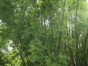 绿色竹林