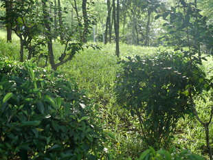 公园阳光树林草地