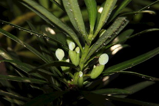 青城山罗汉松果